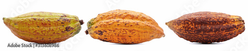 Cocoa fruit or Cacao fruit isolated on white background