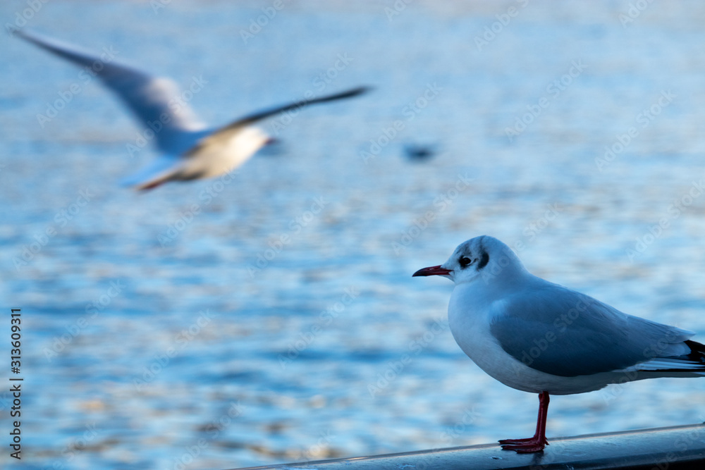 Fototapeta premium 遠くを見つめるカモメ