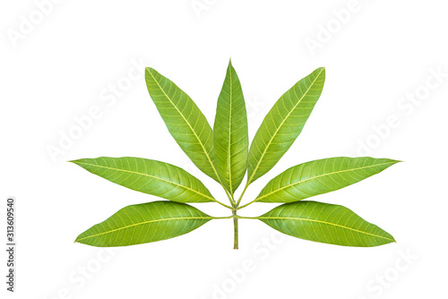 leaves of mango tree isolated on white background.Fresh green leaf.Part used in photosynthesis of plants. Black peppers, fixed on the mango leaves. focus selection. © Mohwet