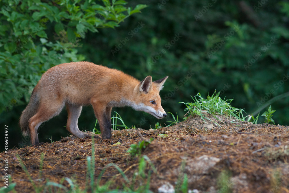 Red Fox, Vulpes vulpes, beautiful animal at green forest with flowers, in the nature habitat. Slovakia. Red Fox, Vulpes vulpes, beautiful animal at green forest with flowers, in the nature habitat. Slovakia.