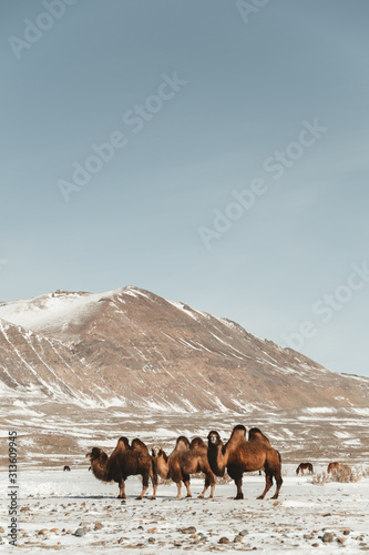 furry camels in the middle of the mountains and snowy desert on a clear sunny day