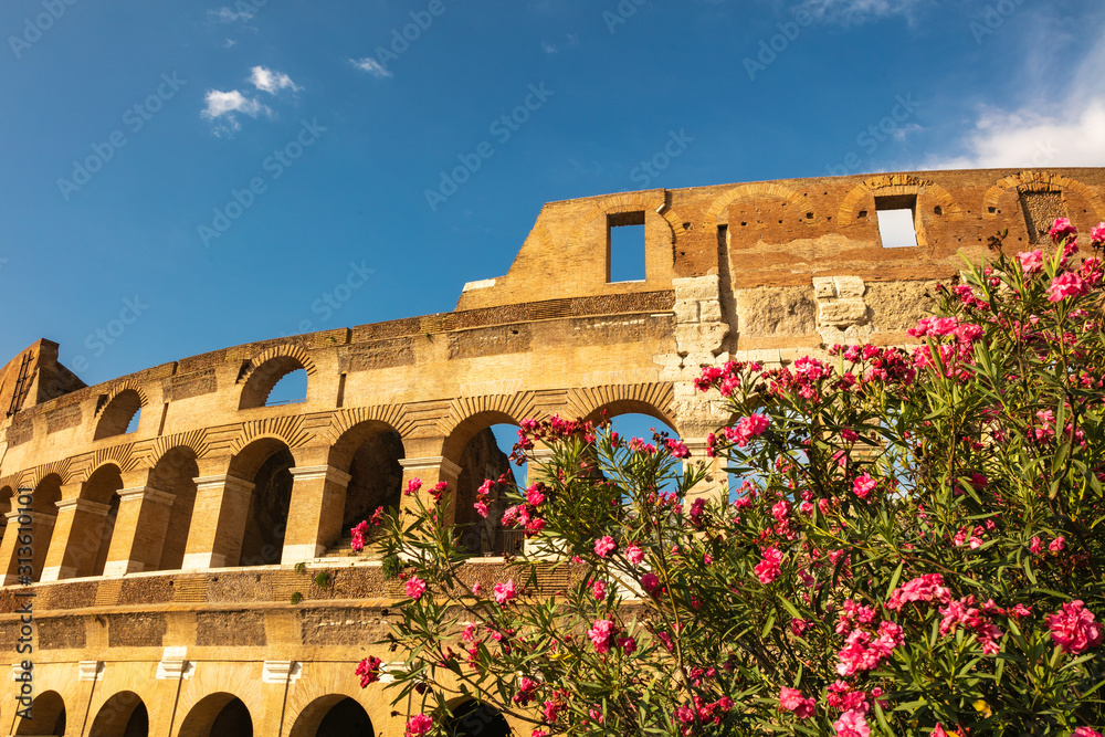 Obraz premium The Colosseum behind some beautiful flowers, Rome, Italy