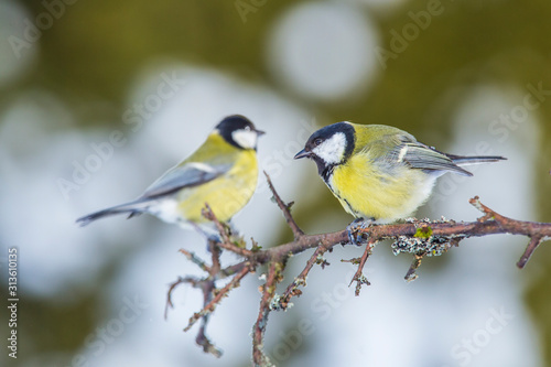 Two great tits (parus major) on the branch