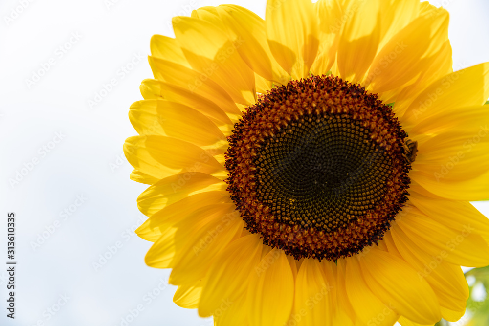 Obraz premium large sunflower on white background