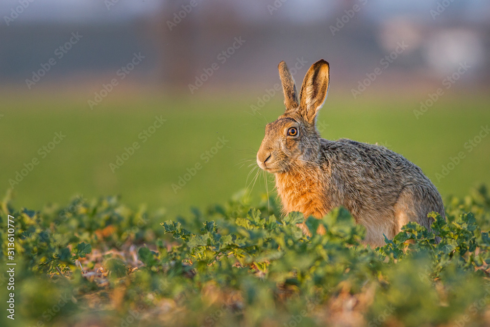 Fototapeta premium Lepus. Wild European Hare ( Lepus Europaeus ) Close-Up On Green Background. Wild Brown Hare With Yellow Eyes, Sitting On The Green Grass