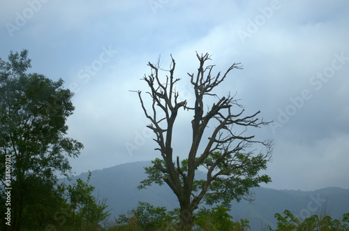 tree and blue sky
