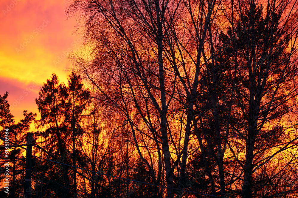 sunset in the forest, sweden, stockholm, sverige, nacka 