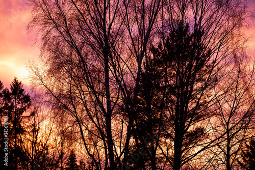 Photography silhouette of a tree at sunset, nacka sweden ,sverige, stockholm