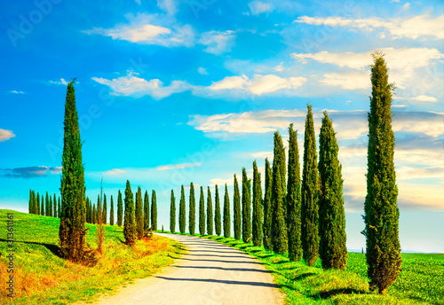 Tuscany, Cypress Trees white road rural landscape, Italy, Europe.