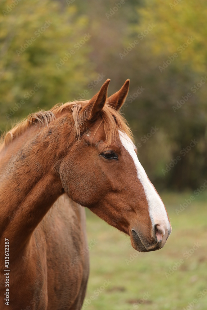 Head portrait of a young thoroughbred stallion on ranch autumnal weather Head portrait of a young thoroughbred stallion on ranch autumnal weather