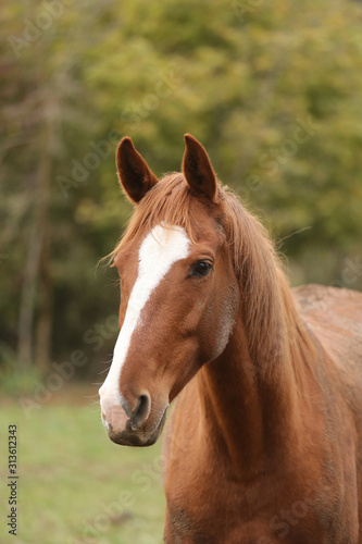 Head portrait of a young thoroughbred stallion on ranch autumnal weather © acceptfoto