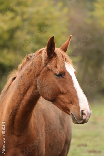 Fototapeta Naklejka Na Ścianę i Meble -  Head portrait of a young thoroughbred stallion on ranch autumnal weather