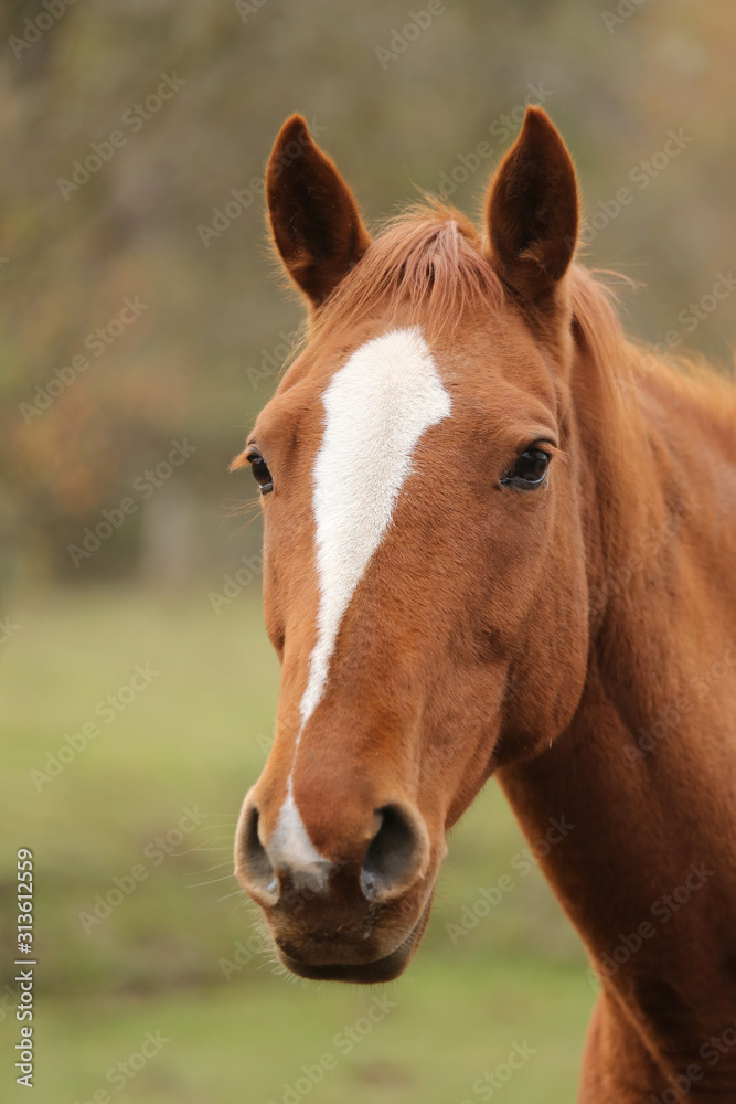 Head portrait of a young thoroughbred stallion on ranch autumnal weather Head portrait of a young thoroughbred stallion on ranch autumnal weather