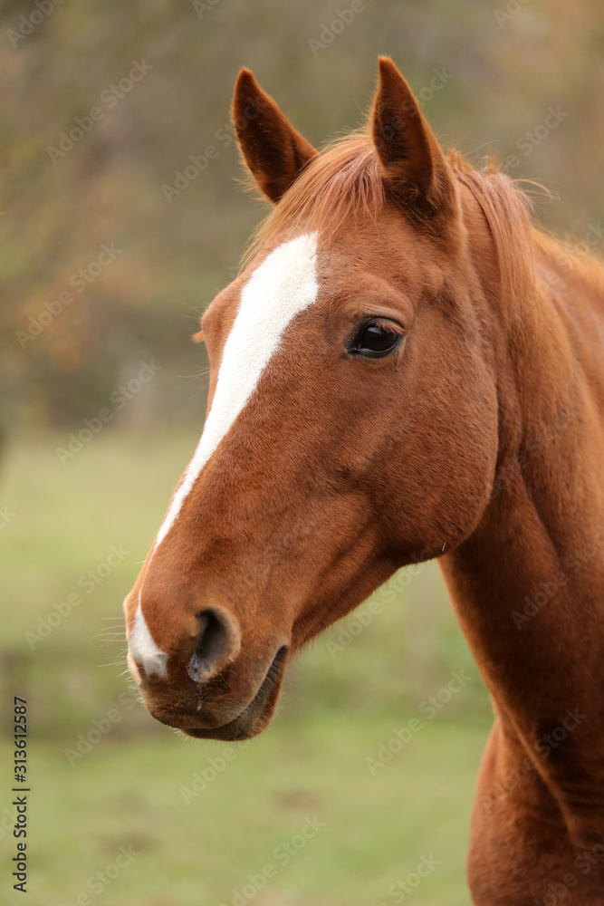 Head portrait of a young thoroughbred stallion on ranch autumnal weather