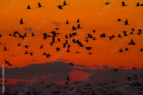 Common Cranes Grus grus flock in flight at sunset © Ivan