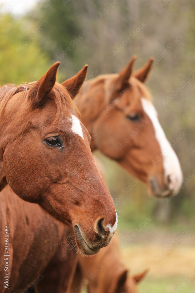 Fototapeta premium Head portrait of a young thoroughbred stallion on ranch autumnal weather