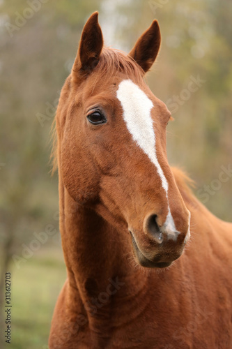 Head portrait of a young thoroughbred stallion on ranch autumnal weather © acceptfoto