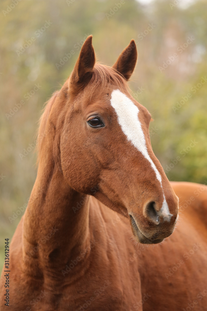 Head portrait of a young thoroughbred stallion on ranch autumnal weather Head portrait of a young thoroughbred stallion on ranch autumnal weather