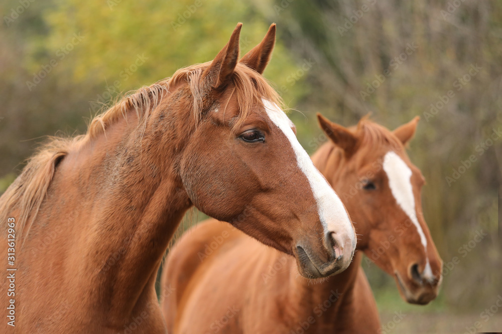 Head portrait of a young thoroughbred stallion on ranch autumnal weather