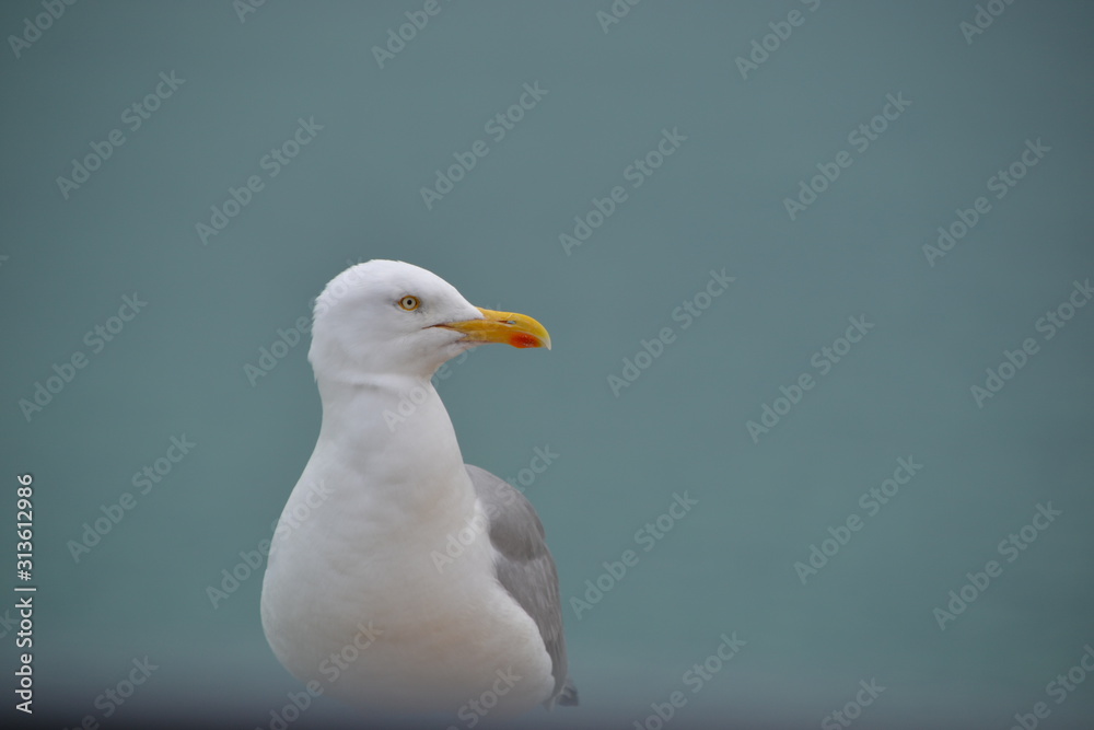 Fototapeta premium seagull on beach