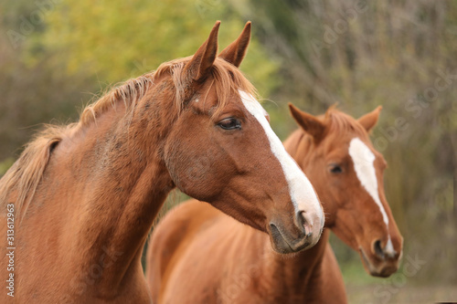 Head portrait of a young thoroughbred stallion on ranch autumnal weather © acceptfoto