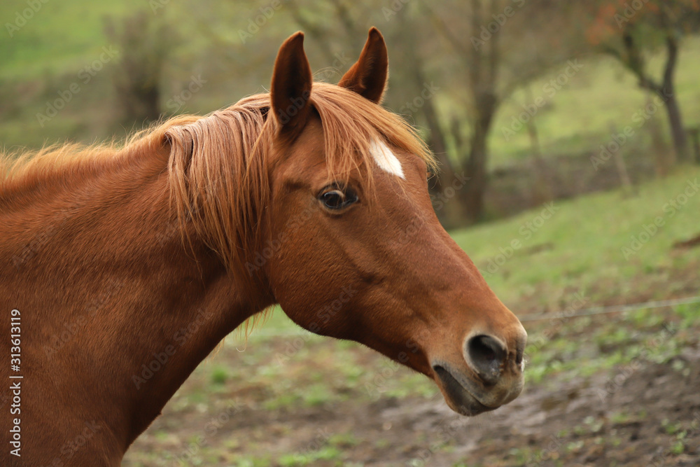 Head portrait of a young thoroughbred stallion on ranch autumnal weather Head portrait of a young thoroughbred stallion on ranch autumnal weather
