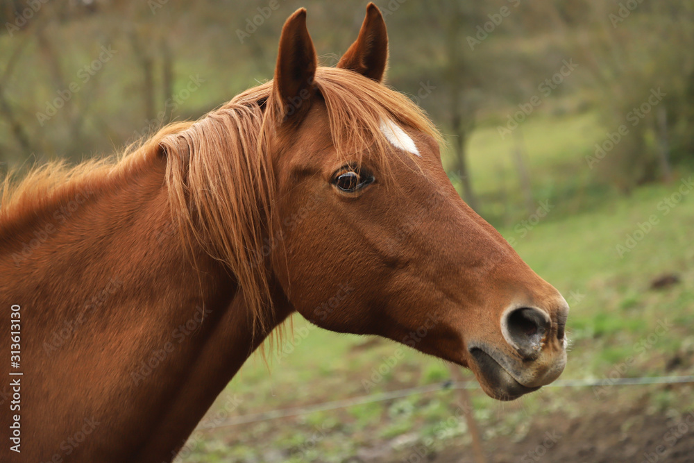 Head portrait of a young thoroughbred stallion on ranch autumnal weather