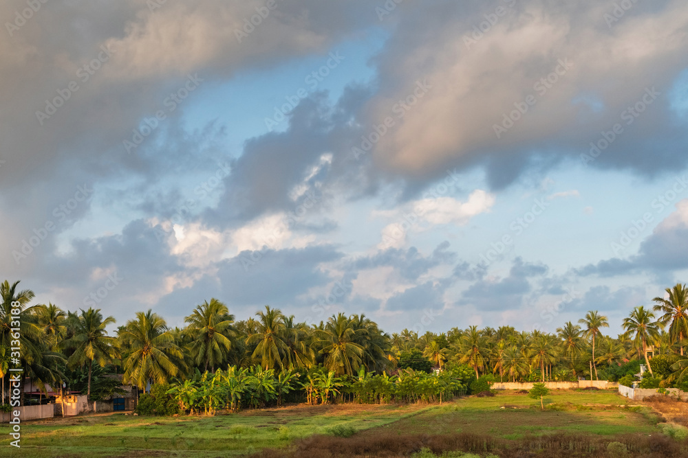 Coconut and banana plantations lit by the sun after rain