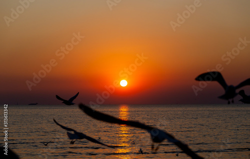 seagull flying on the sky in sunset time  at Bang Pu Resort  Thailand. decoration image contain certain grain noise and soft focus.