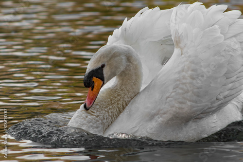 mute swan threat display