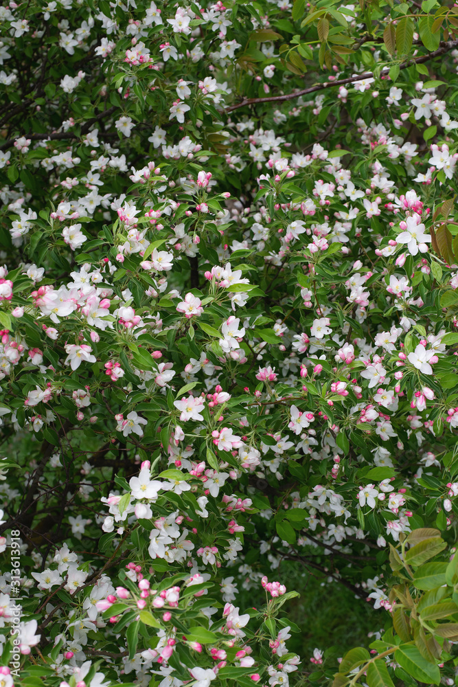 Naklejka premium Lush flowering of many blossoms of apple tree in spring