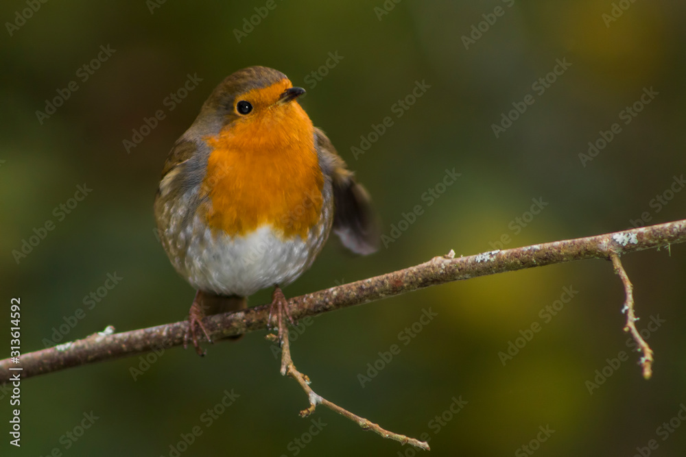 robin on a branch