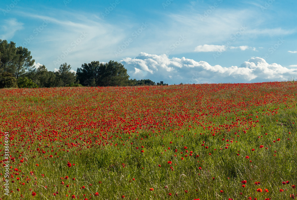 field of poppies