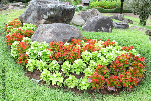 Fototapeta Naklejka Na Ścianę i Meble -  Red and white begonia in garden