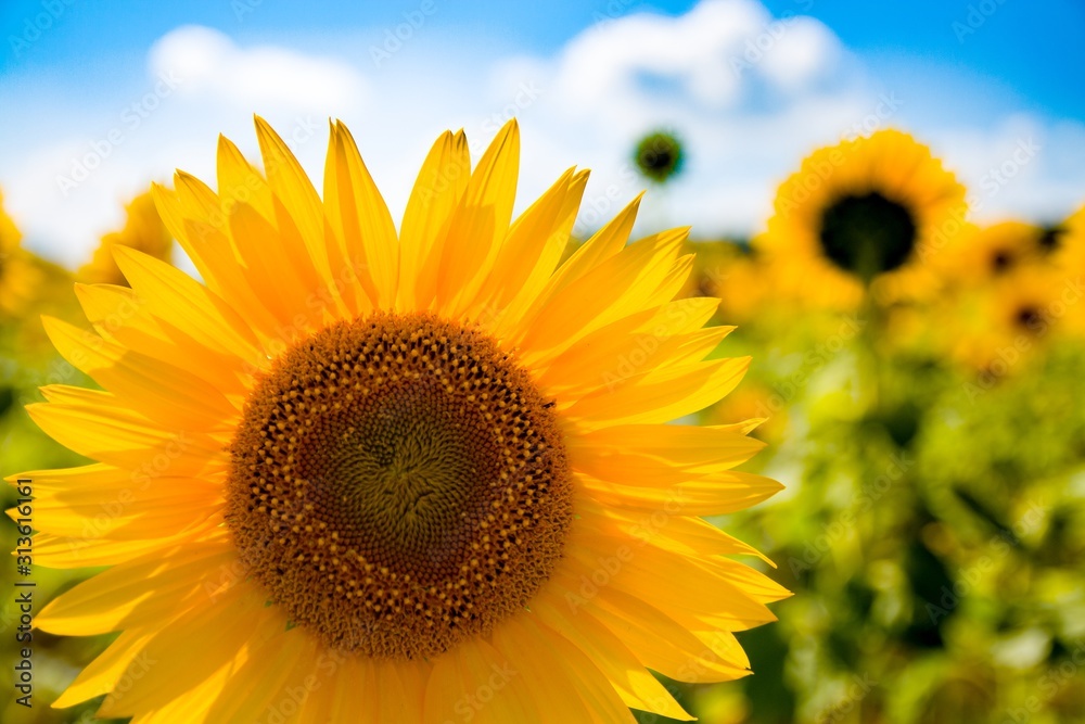 Obraz premium Sunflower