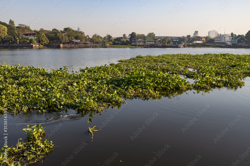 A patch of water hyacinth floating on the Chao Phraya River in Bangkok Thailand with the background of the village along the river bank