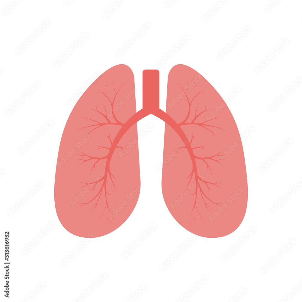 Lungs icon, flat style. Internal organs of the human design element, logo. Anatomy, medicine concept. Healthcare. Isolated on white background. Vector illustration Lungs icon, flat style. Internal organs of the human design element, logo. Anatomy, medicine concept. Healthcare. Isolated on white background. Vector illustration