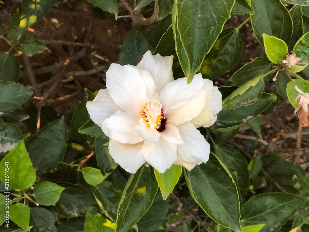 white flower in a green background