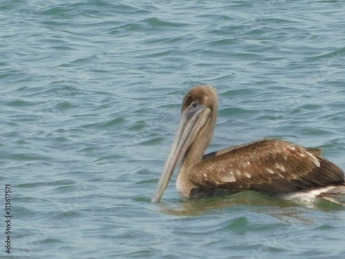 Pelicano nadando © andrey
