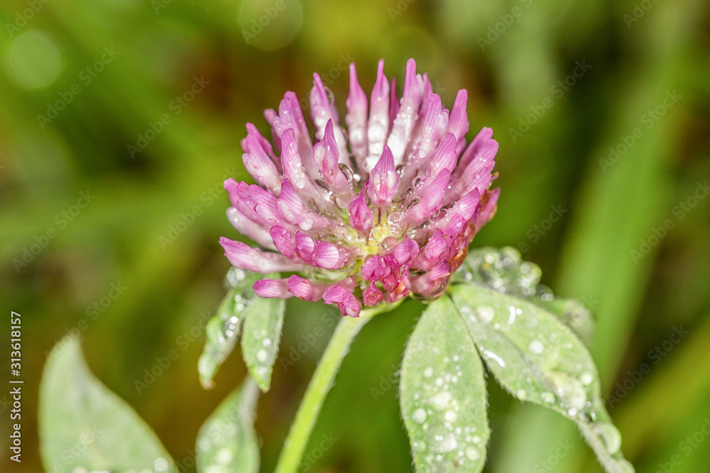 Close up of red clover, Trifolium debatse, with water drops and snail house against blurry background Close up of red clover, Trifolium debatse, with water drops and snail house against blurry background