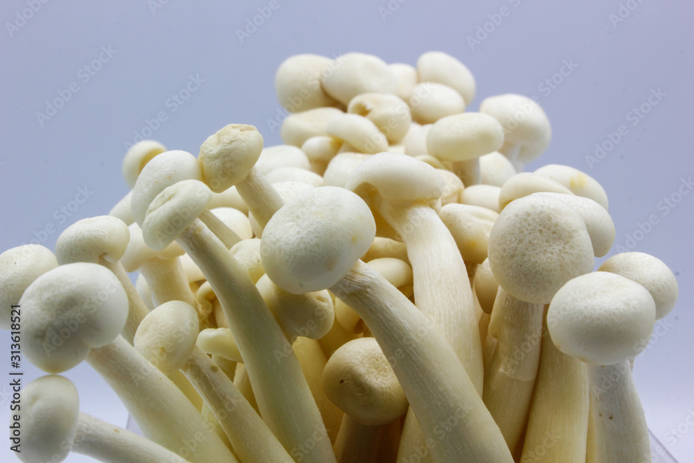shimeji mushrooms shimeji mushrooms