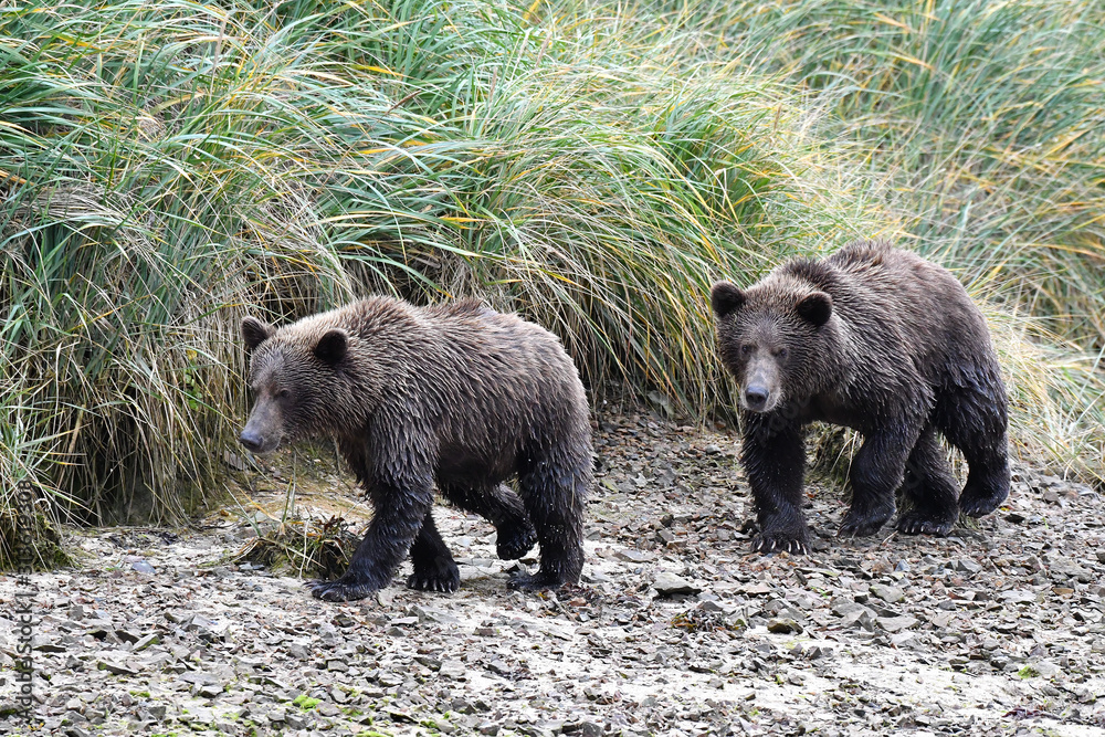 Fototapeta premium zwei Bärenkinder