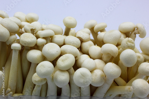 closeup of mushrooms