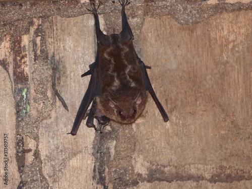 Caccopteryx bilineata, Emballonuridae family. Amazon rainforest, Brazil photo