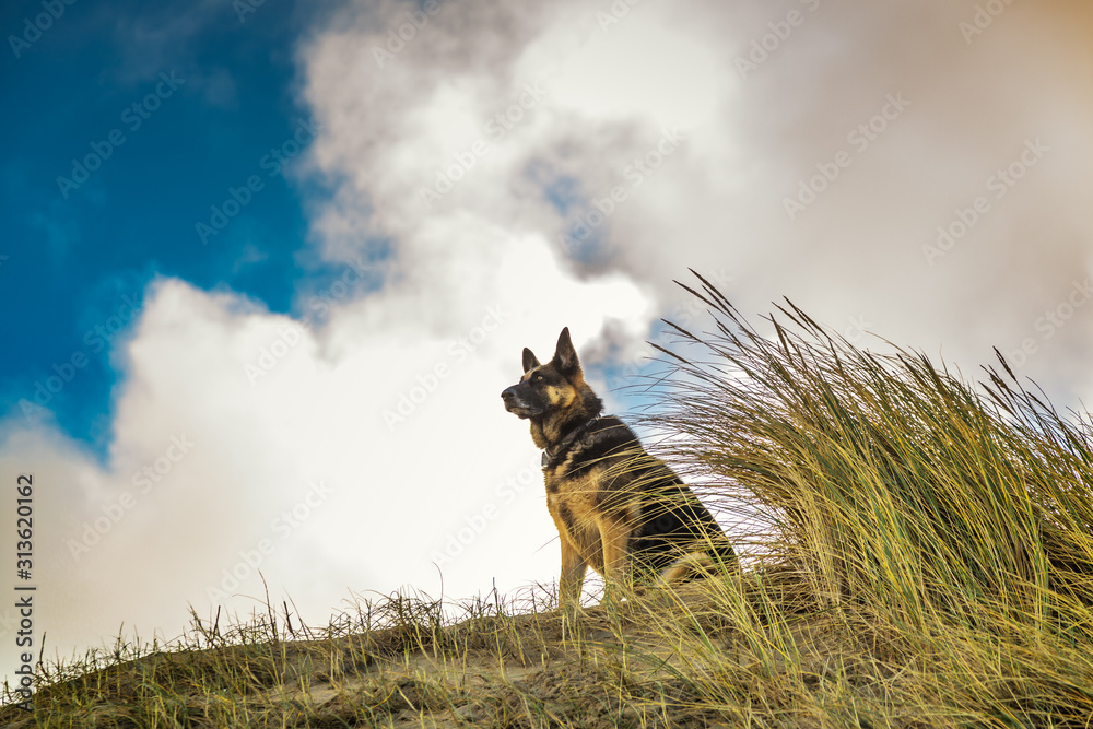 Portrait of German shepherd dog with collar and nameplate or dog tag standing on a dune between dune grass at IJmuiderslag and in the background a sky with heavy clouds