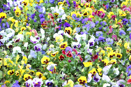 viola tricolor pansy, flowerbed 