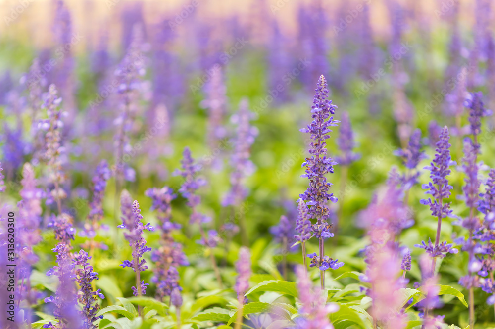 Fototapeta premium Beautiful flowers blooming in garden