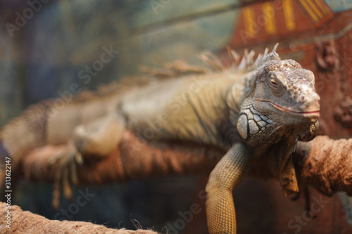 Iguana sleeps  perched on a branch in a terrarium  a reptile from Central America and southern Mexico.