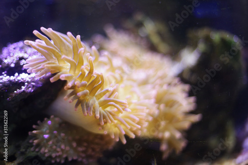 Coral at the bottom of the ocean, is at a depth of in its habitat.