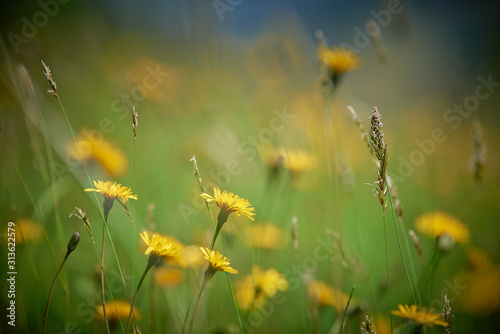 Blumenwiese © Andreas